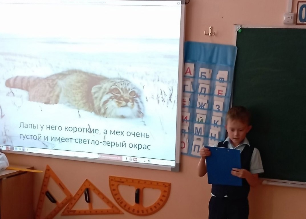 Предметная неделя &amp;quot; Манул собирает друзей&amp;quot;..